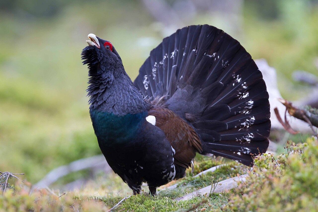 Capercaillie